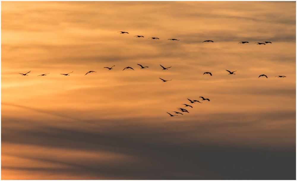 Kraniche in der Abendsonne