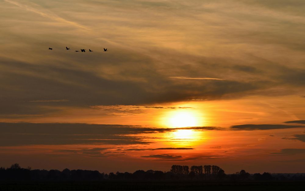 Kraniche in der Abendsonne