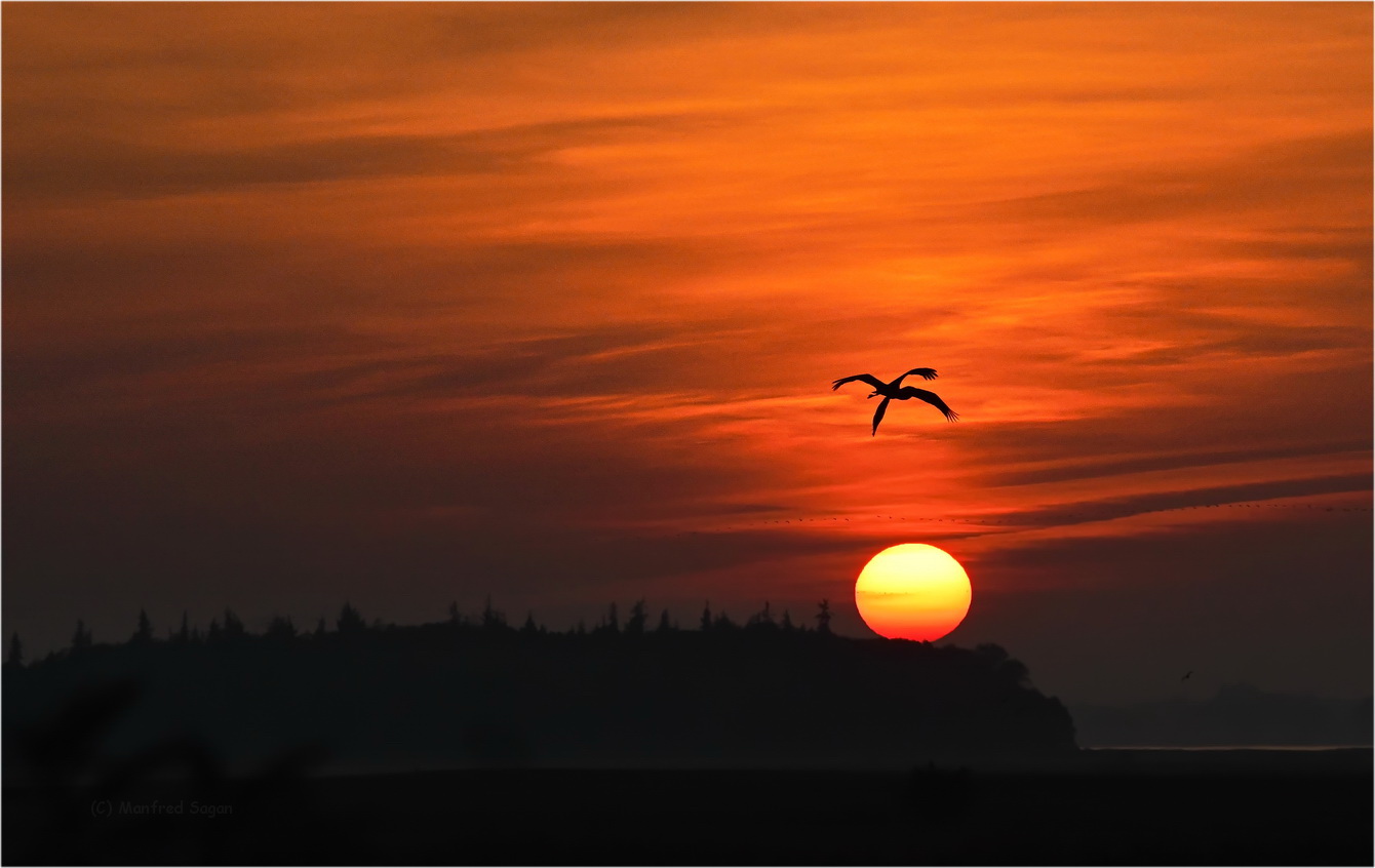 Kraniche in der Abendsonne