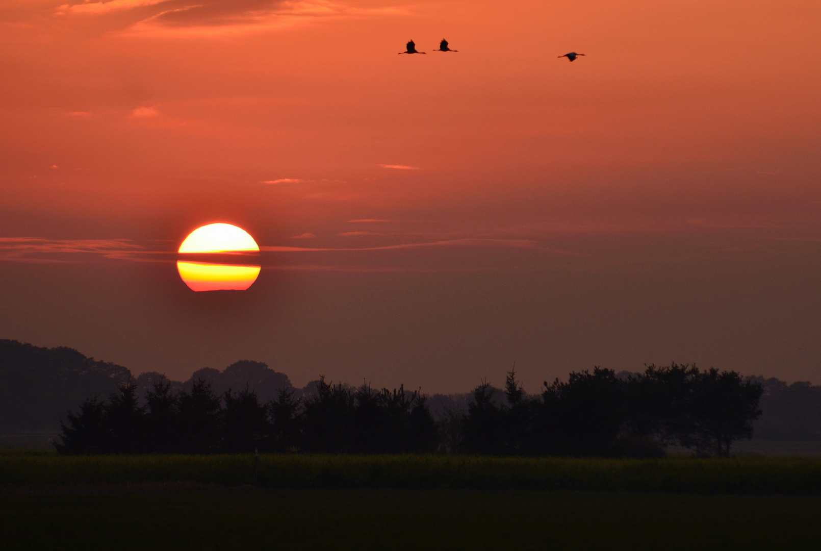 Kraniche in der Abendsonne II