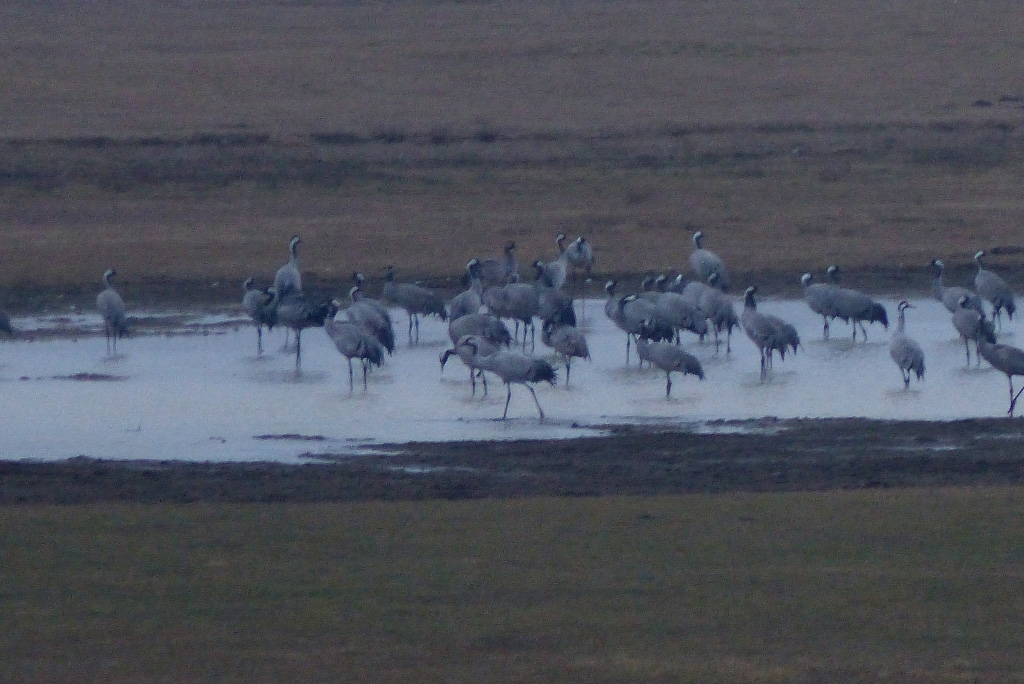 Kraniche in der Ahsewiese