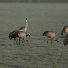 Kraniche in der Dümmerniederung