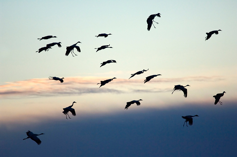 Kraniche in der Morgendämmerung