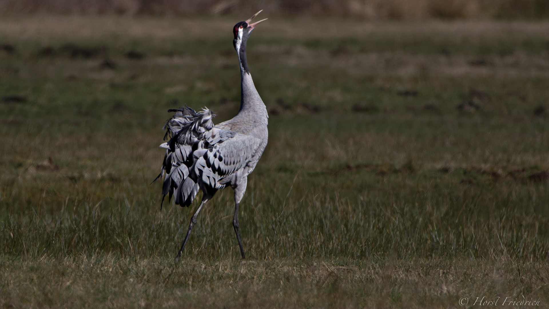 Kraniche in der Paarungszeit Foto & Bild tiere, wildlife, wild lebende vögel Bilder auf Kraniche in der Paarungszeit Foto & Bild tiere, wildlife, wild lebende vögel Bilder auf