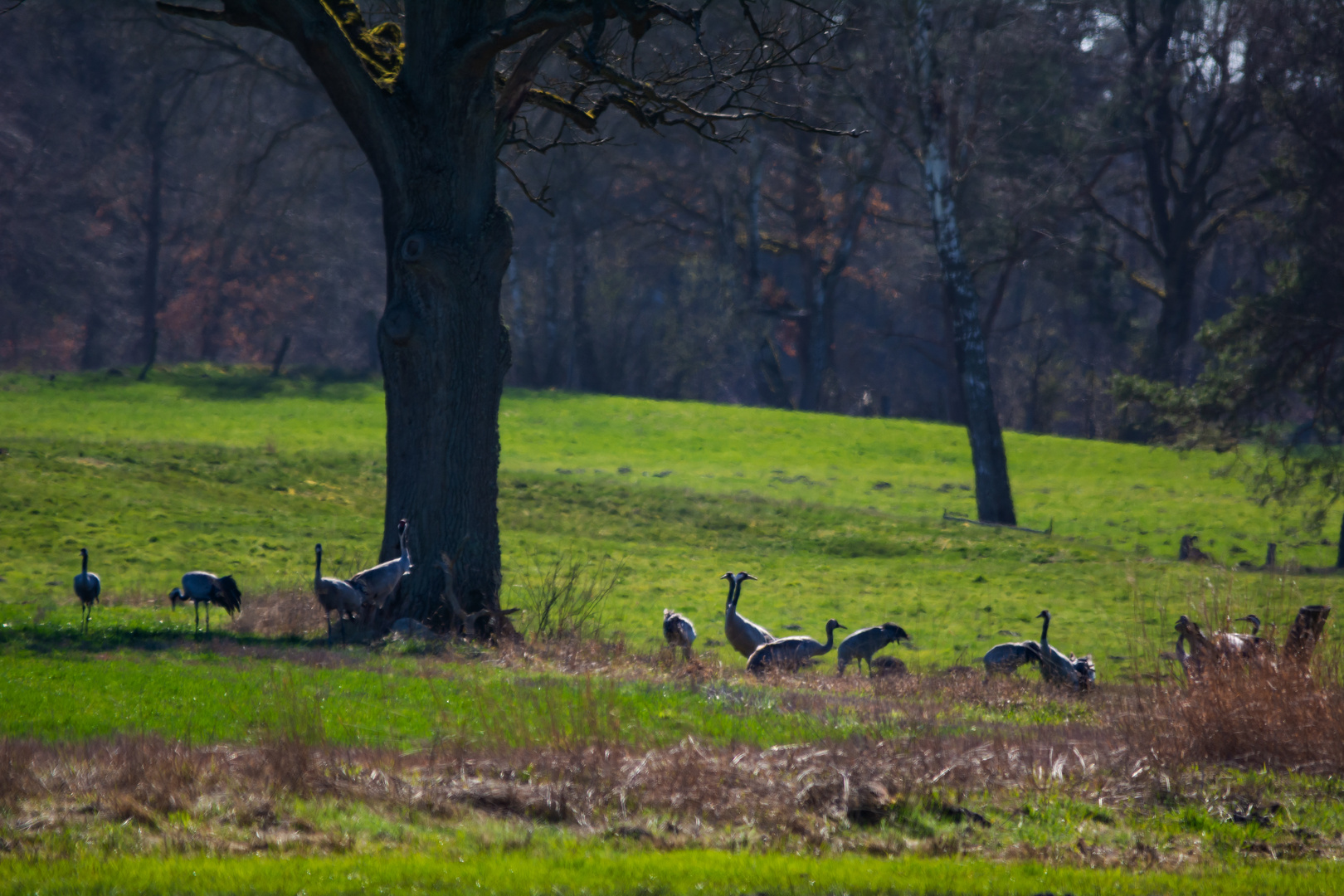 Kraniche in der Südheide