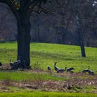 Kraniche in der Südheide