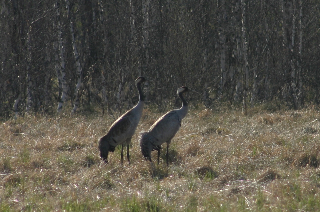 Kraniche in Härjedalen, Mittelschweden