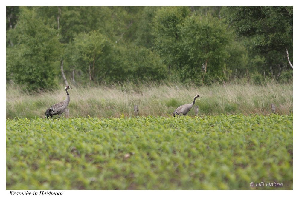 Kraniche in Heidmoor