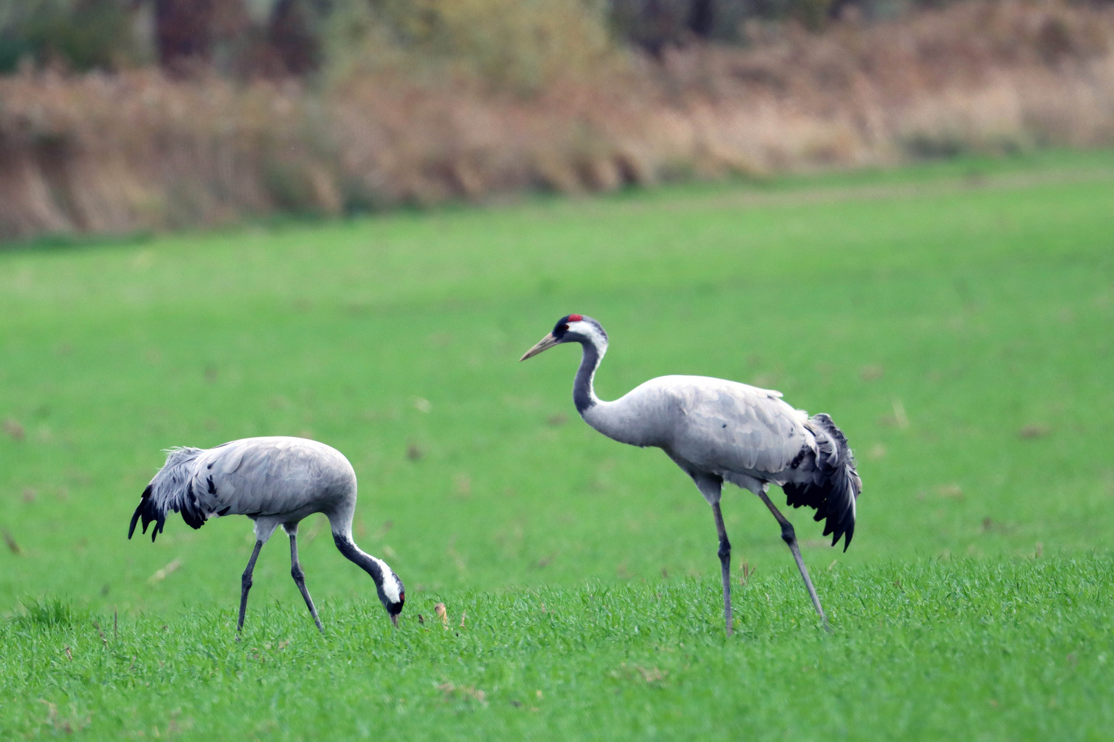 Kraniche in Linum