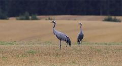 Kraniche in Mecklenburg