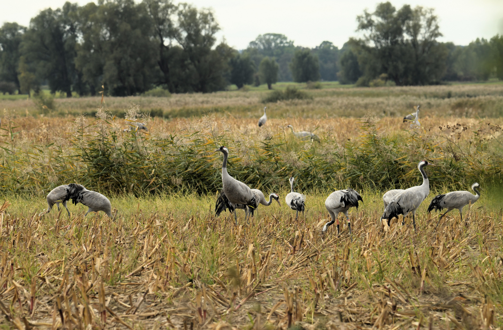 Kraniche in Mecklenburg Vorpommern