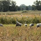 Kraniche in Mecklenburg Vorpommern