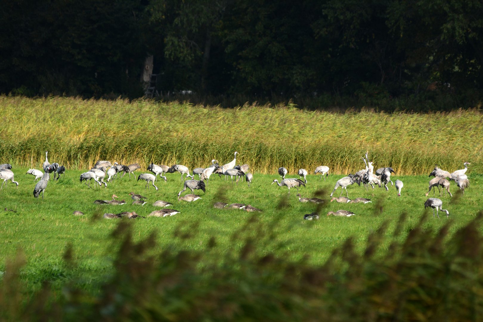 Kraniche in Mecklenburg-Vorpommern.