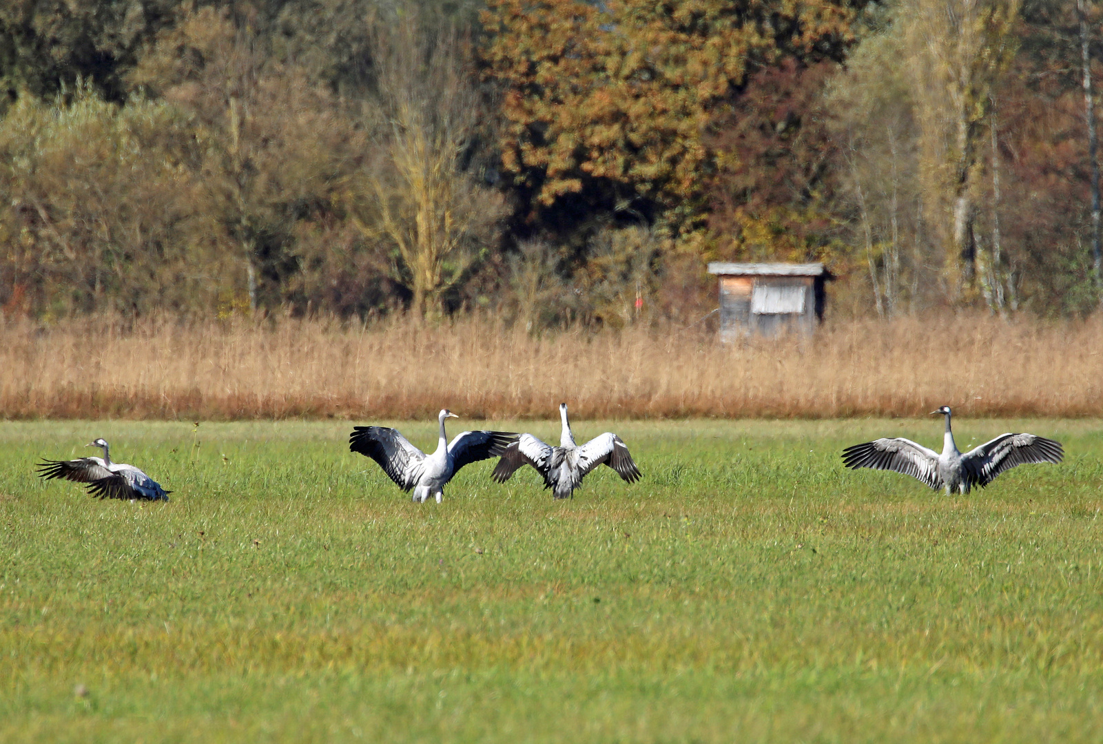 Kraniche in Oberbayern! Vögel des Glücks...