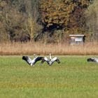 Kraniche in Oberbayern! Vögel des Glücks...