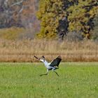 Kraniche in Oberbayern! Vögel des Glücks...