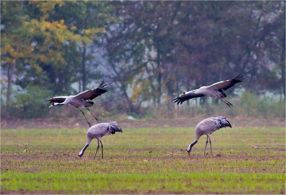 Kraniche in Oberkrämer 22.10.2015.