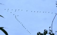 Kraniche in V-Formation ziehen gen Südwesten