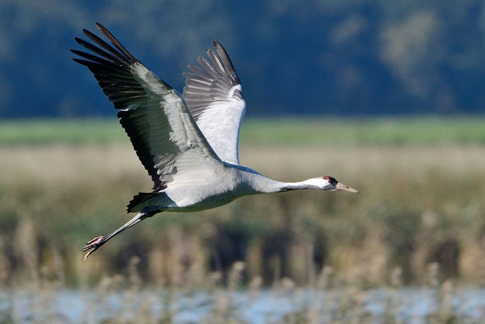 Kraniche in Zingst 3 Foto & Bild | tiere, wildlife, wild lebende vögel