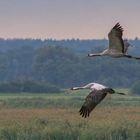 Kraniche in Zingst