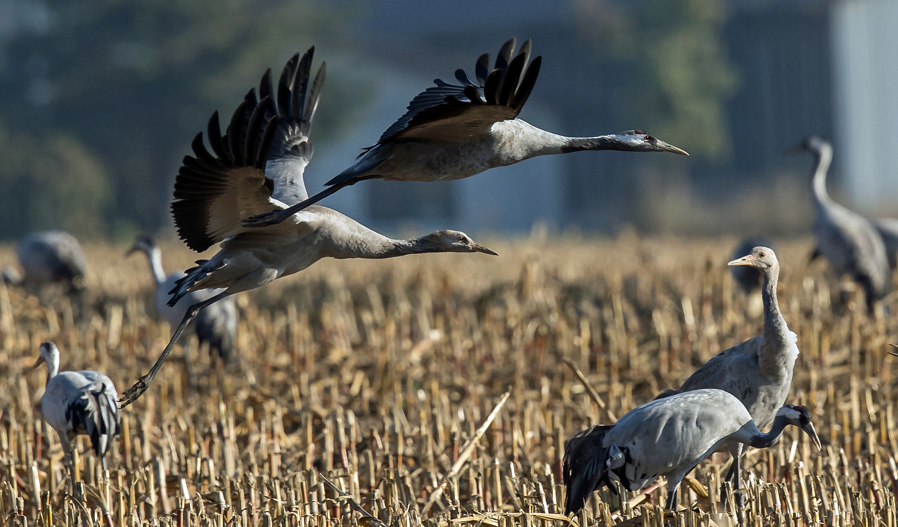 Kraniche Jung- und Altvogel Landeanflug