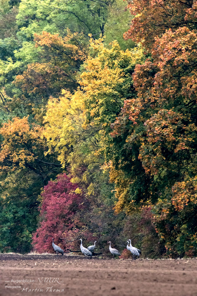 Kraniche mit Herbststimmung