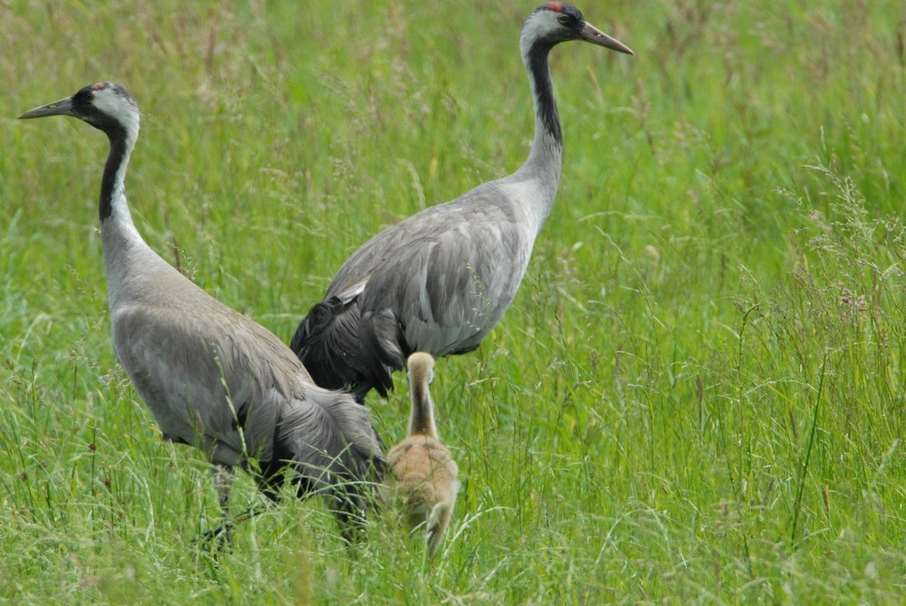 Kraniche mit Jungvogel Foto & Bild tiere, wildlife, wild lebende