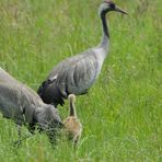 Kraniche mit Jungvogel