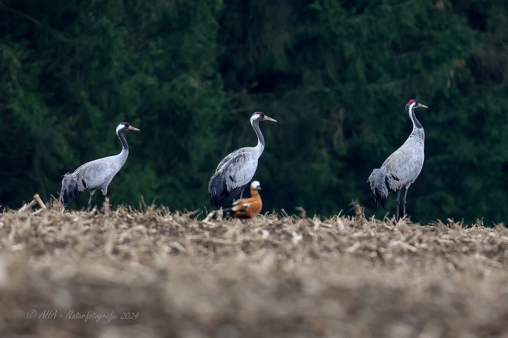 Kraniche mit Rostgans