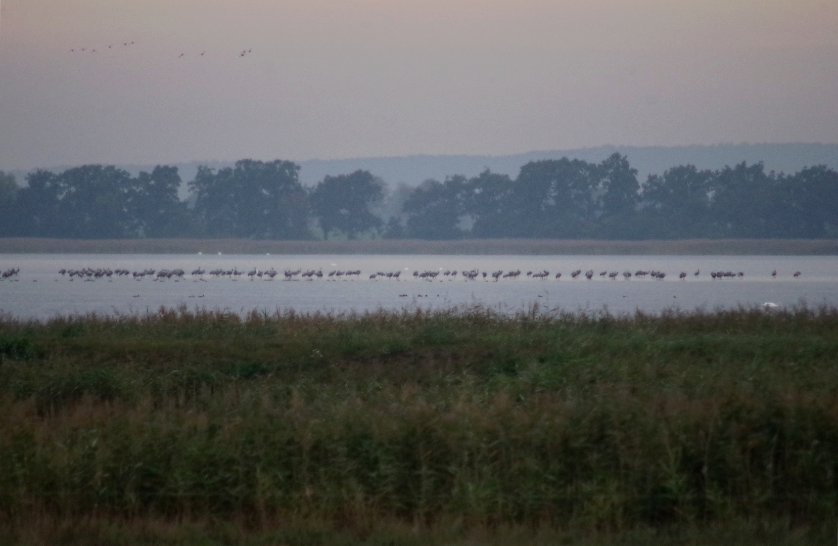 Kraniche , nördlich der Insel Ummanz ... 