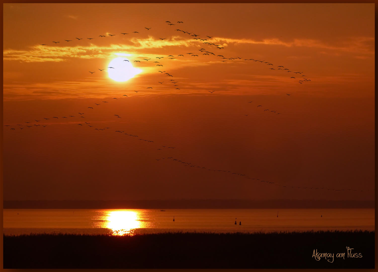 Kraniche- Ostsee 2014