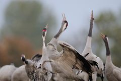 Kraniche - Sie fliegen wieder