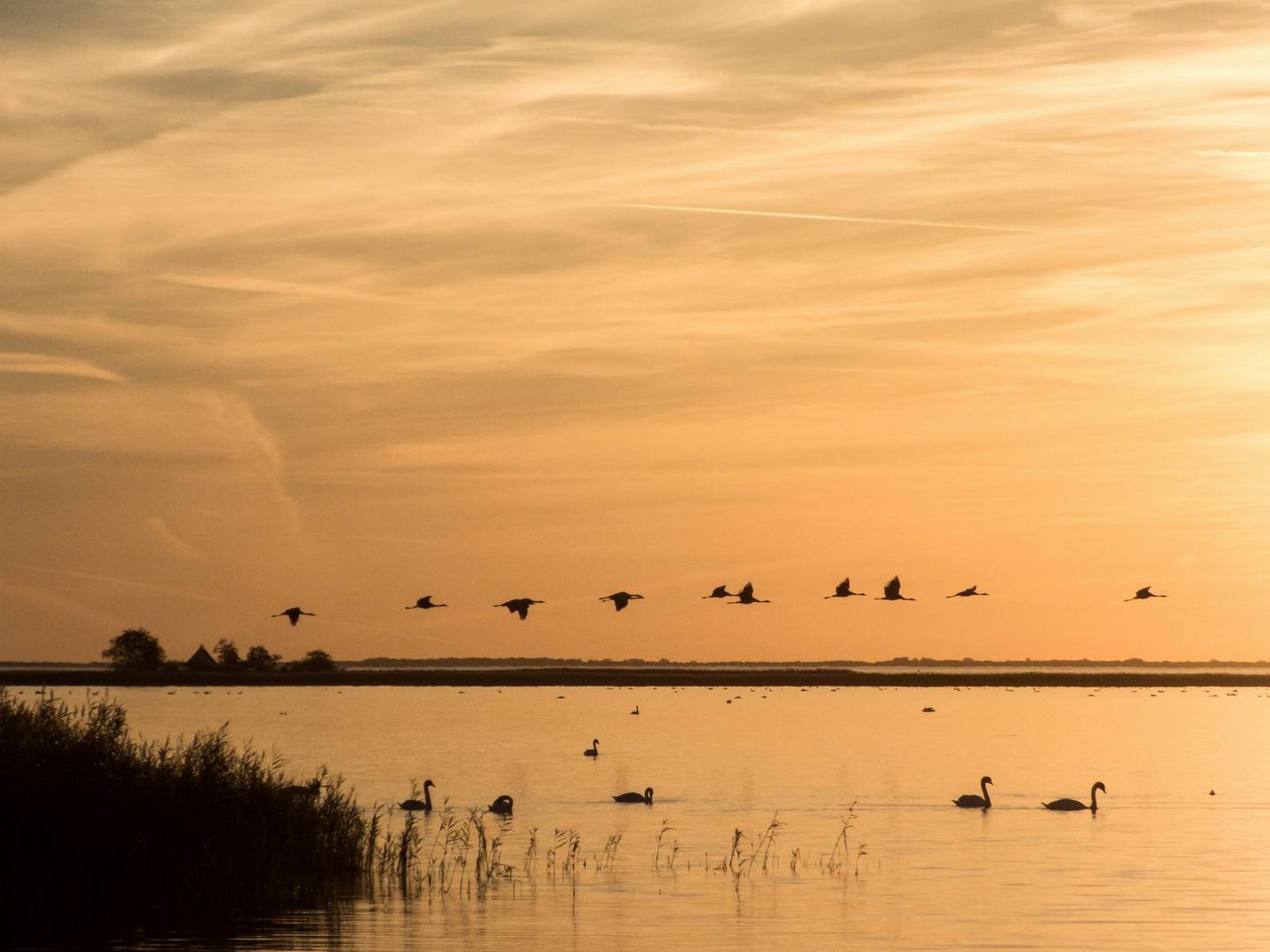 Kraniche über dem Bodden