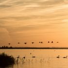 Kraniche über dem Bodden