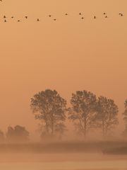 Kraniche über dem Bodden