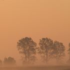 Kraniche über dem Bodden