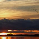 Kraniche über dem Bodstedter Bodden