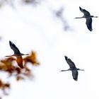 Kraniche über dem Herbstwald