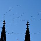 Kraniche überm Kölner Dom