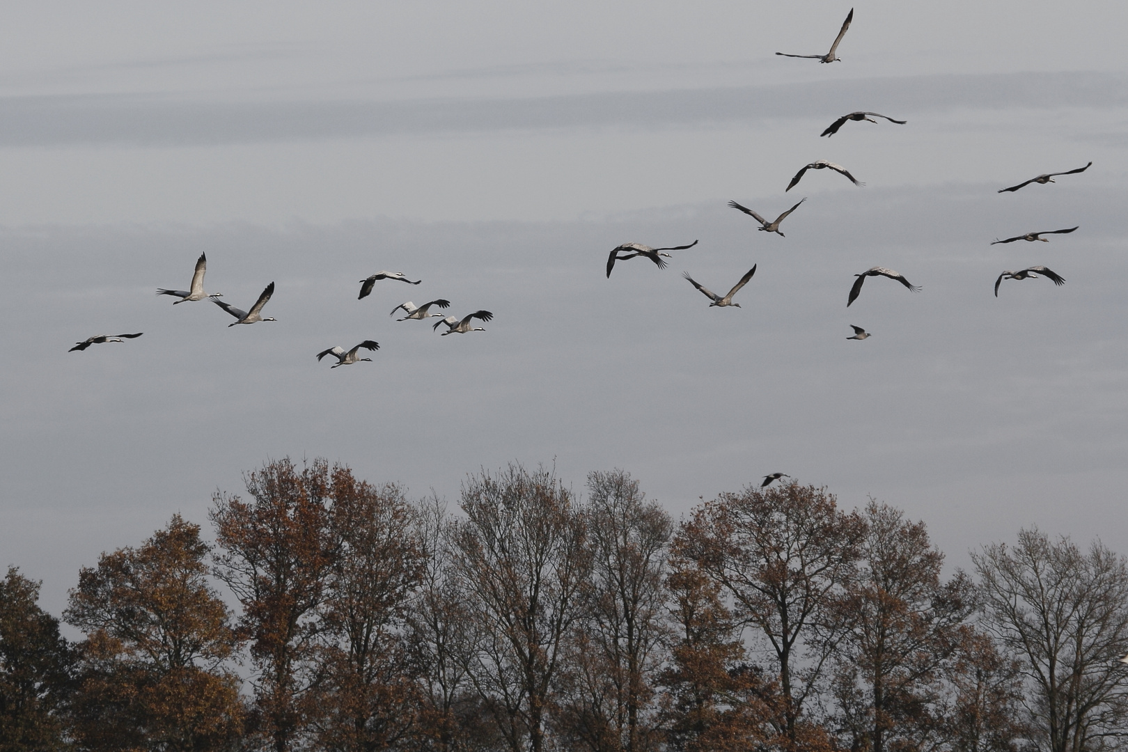 Kraniche überwintern im Emsland