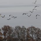 Kraniche überwintern im Emsland