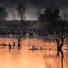 Kraniche und Nebel im Morgengrauen