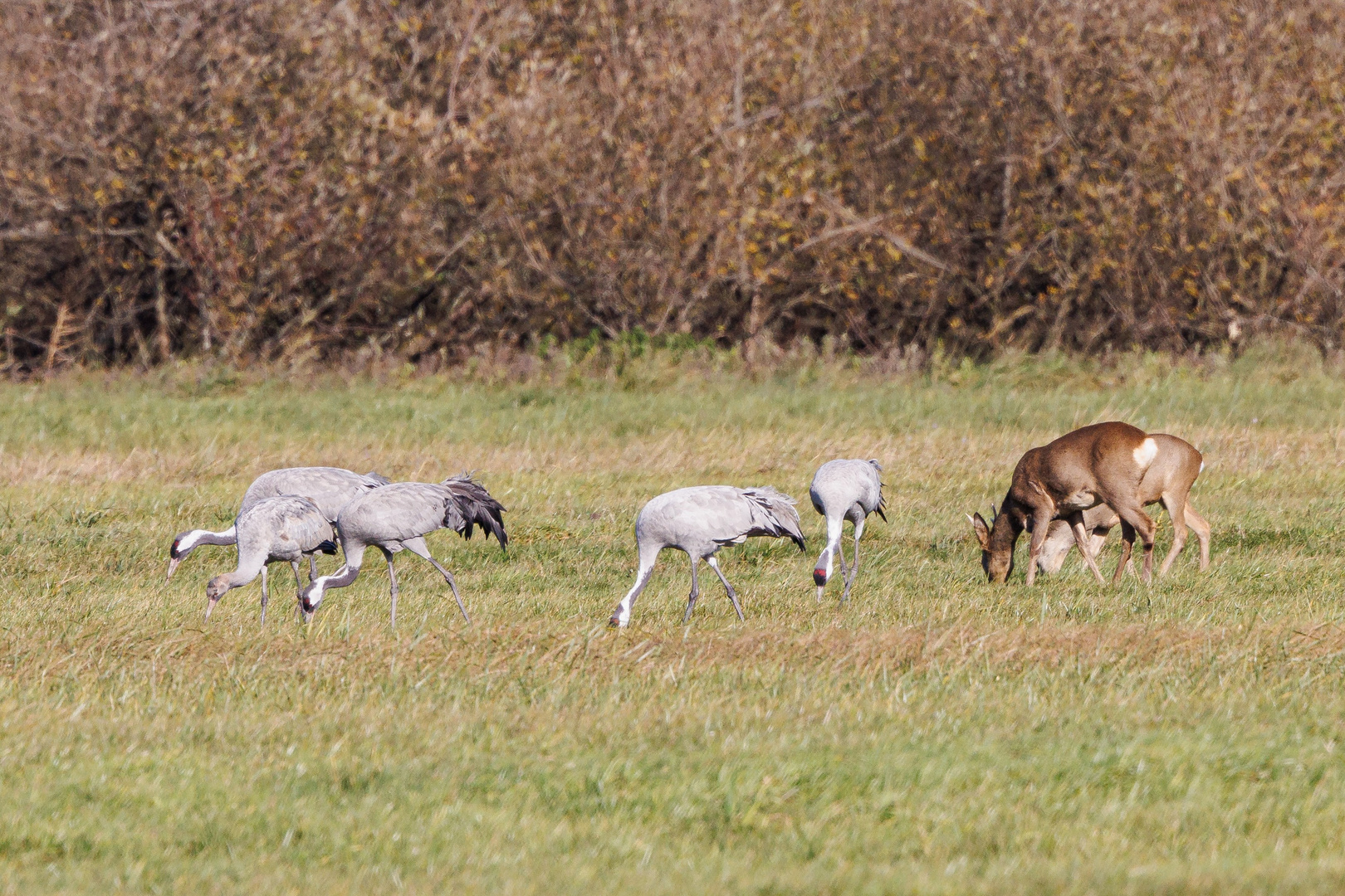 Kraniche und Rehe