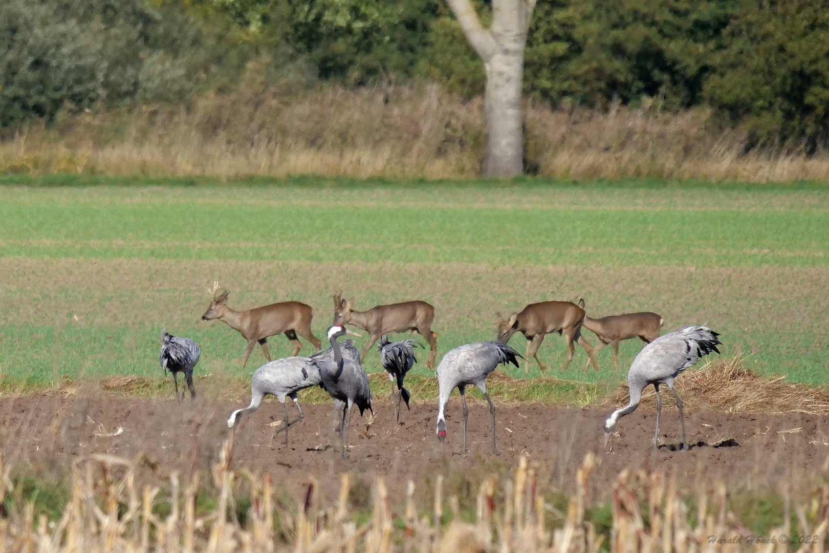 Kraniche und Rehe..