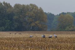 "Kraniche und Rehe"