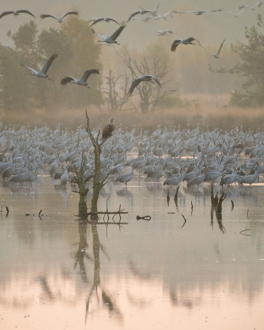 Kraniche und Seeadler im Moor