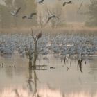 Kraniche und Seeadler im Moor