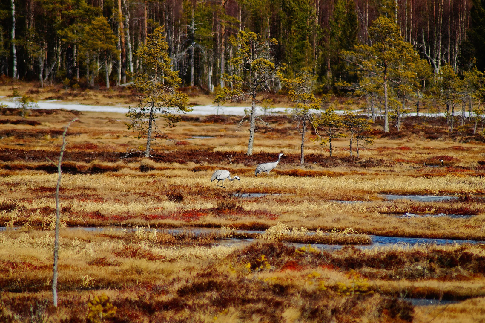 Kraniche und Weißwangengänse im Moor Torsmyran (Schweden)