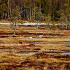 Kraniche und Weißwangengänse im Moor Torsmyran (Schweden)