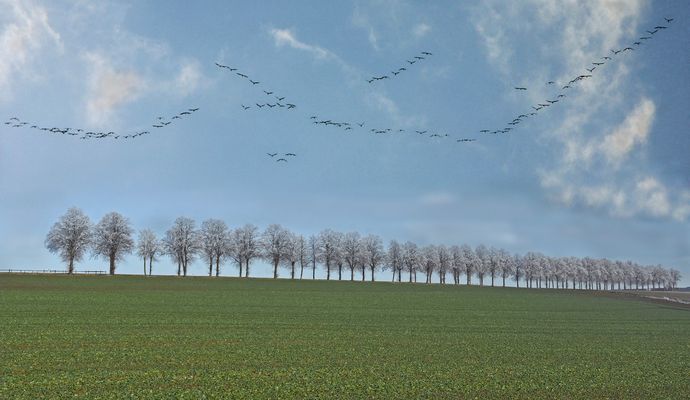 Kraniche unterwegs in Richtung Norden....